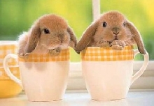 mugs bunny