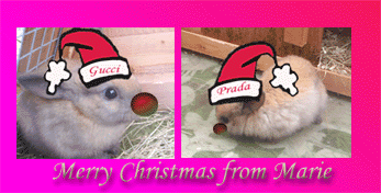 red nose bunnies