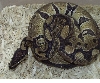 poss poss het VPI axanthic female