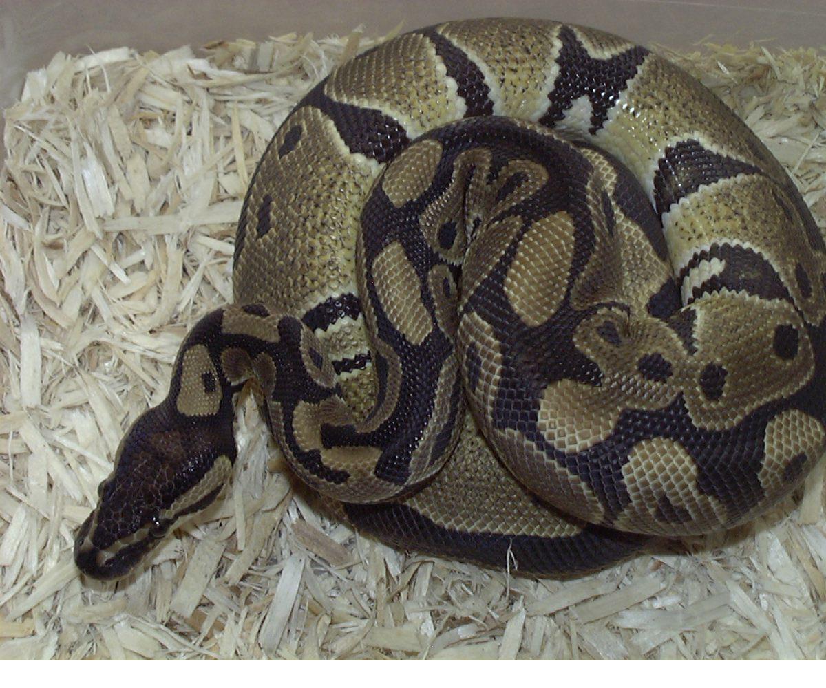 poss poss het VPI axanthic female