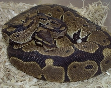 poss poss het VPI axanthic female #2