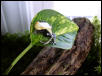 D. tinctorius yellow back froglet - 4 mos