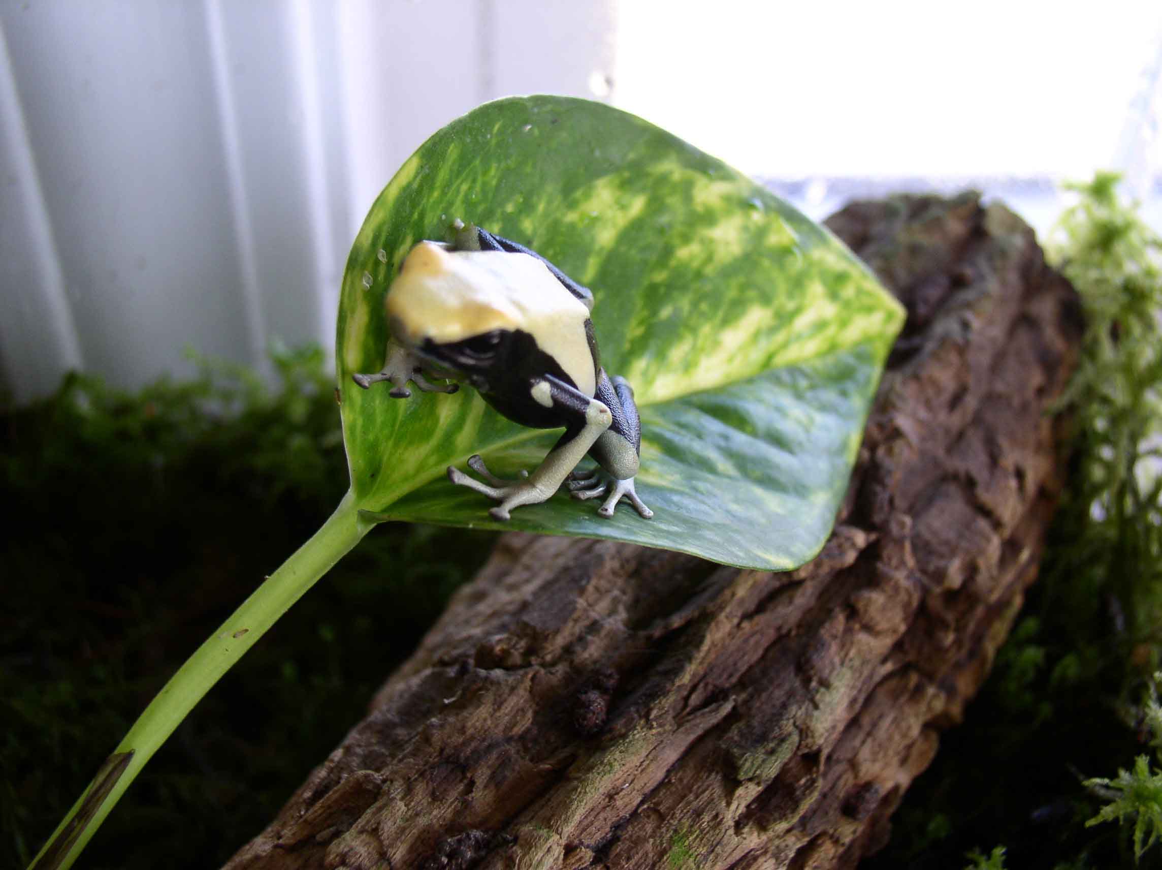 D. tinctorius yellow back froglet - 4 mos