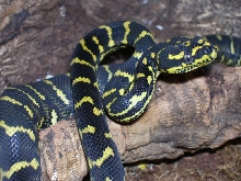 j44