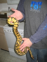 Female pastel