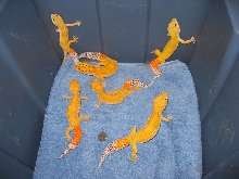 My breeding group