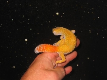 Solomon in space