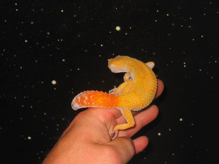 Solomon in space