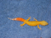 Solomon
