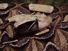 B. g. gabonica