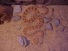 C. c. gasparetti