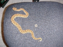 C. c. gasparetti