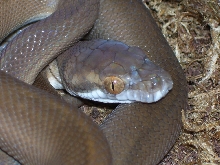 Tan F2