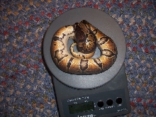 ? 4