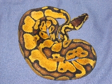 Male pastel