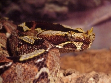 Nasicornis