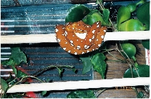 My Chondro