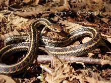Common garter snake, Thamnophis sirtalis