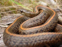 Northwestern garter snake, Thamnophis ordinoides