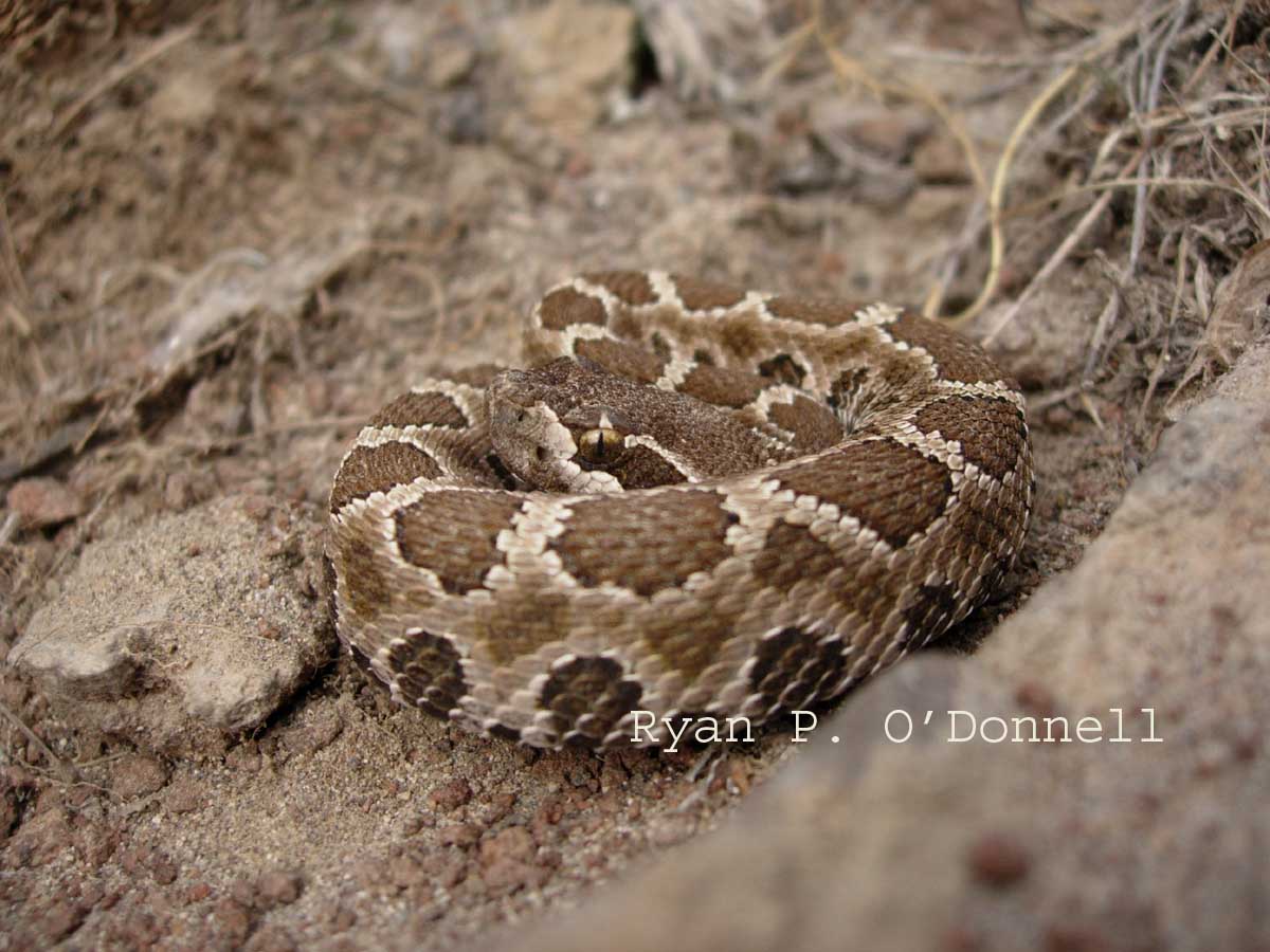 Western rattlesnake