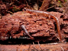 Ensatina adult and juvenile