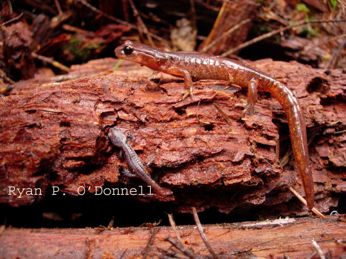 Ensatina adult and juvenile