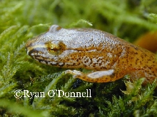 Spring salamander