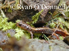 Plethodon larselli