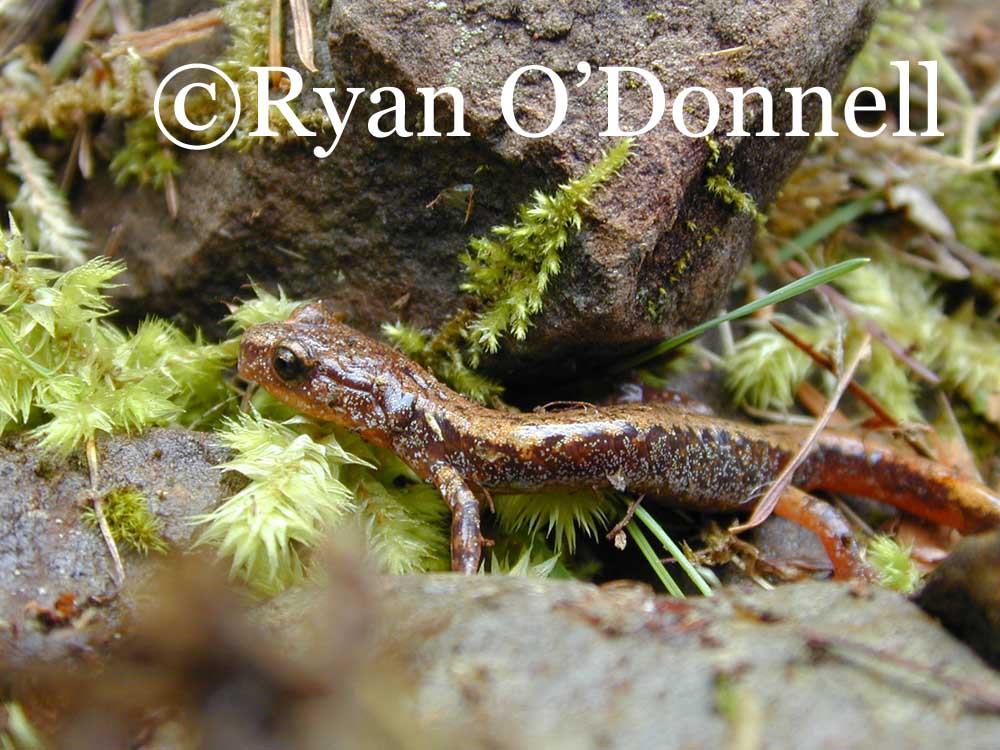 Plethodon larselli