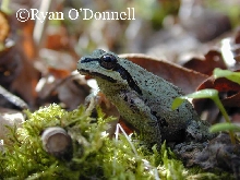 Pseudacris (Hyla) regilla