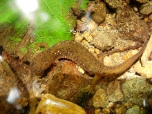 Cascade torrent salamander