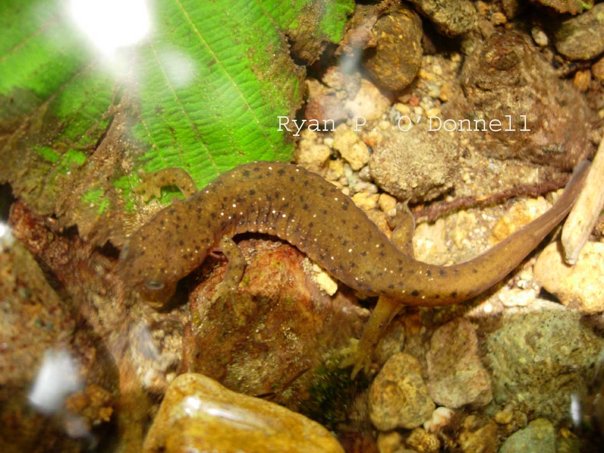 Cascade torrent salamander