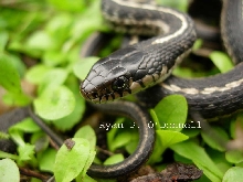Wandering garter snake