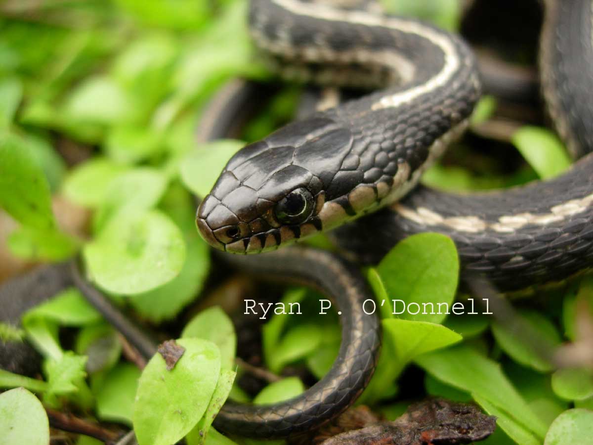 Wandering garter snake
