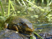 Bullfrog metamorph