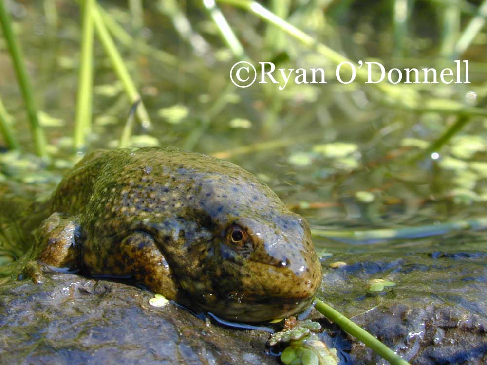 Bullfrog metamorph
