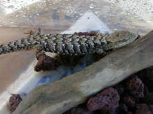 Alligator Lizard