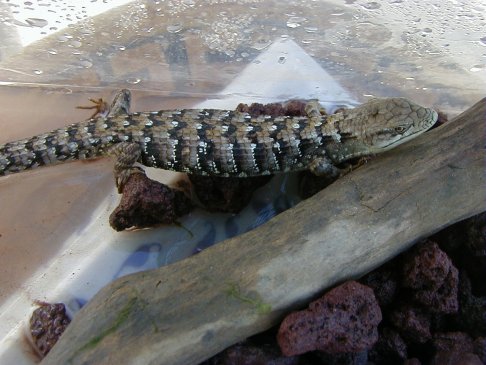 Alligator Lizard