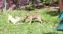 pups at play