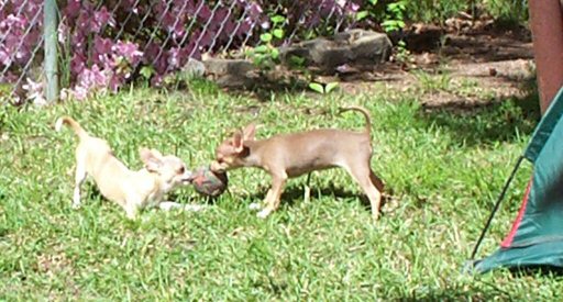pups at play