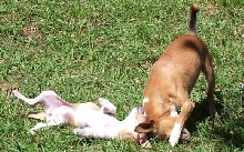 jr and lola