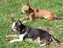 luna and jr