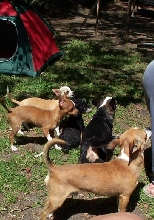 pups