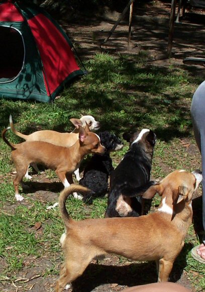 pups