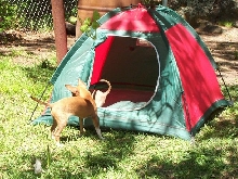 pup tent