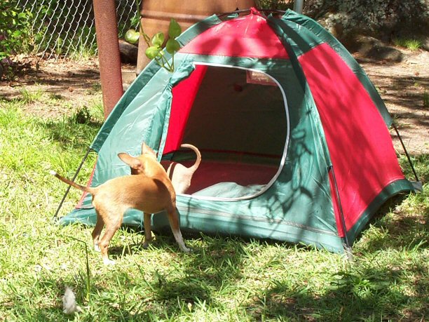 pup tent