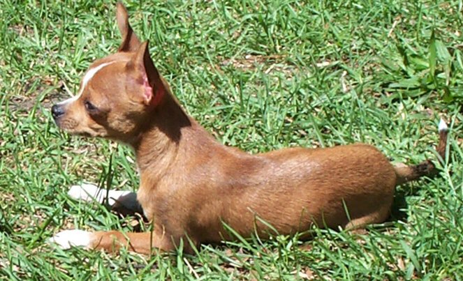 scooby