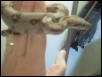 Baby Boa