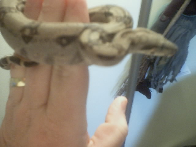 Baby Boa