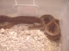 Corn Snake
